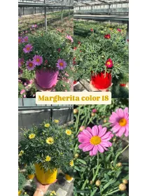 Margherita colorata 18 V. 18 cm - Riviera Quality Società Agricola Cooperativa
