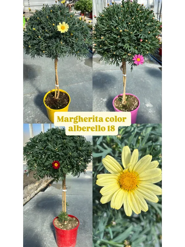 Margherita colorata alb. 18 V. 18 cm - Riviera Quality Società Agricola Cooperativa