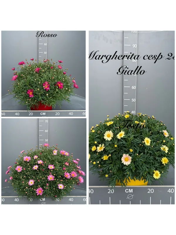 Margherita colorata 25 V. 25 cm - Riviera Quality Società Agricola Cooperativa