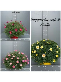 Margherita colorata 25 V. 25 cm - Riviera Quality Società Agricola Cooperativa