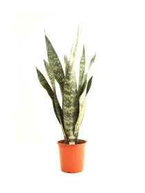 Sansevieria Jamaiquina