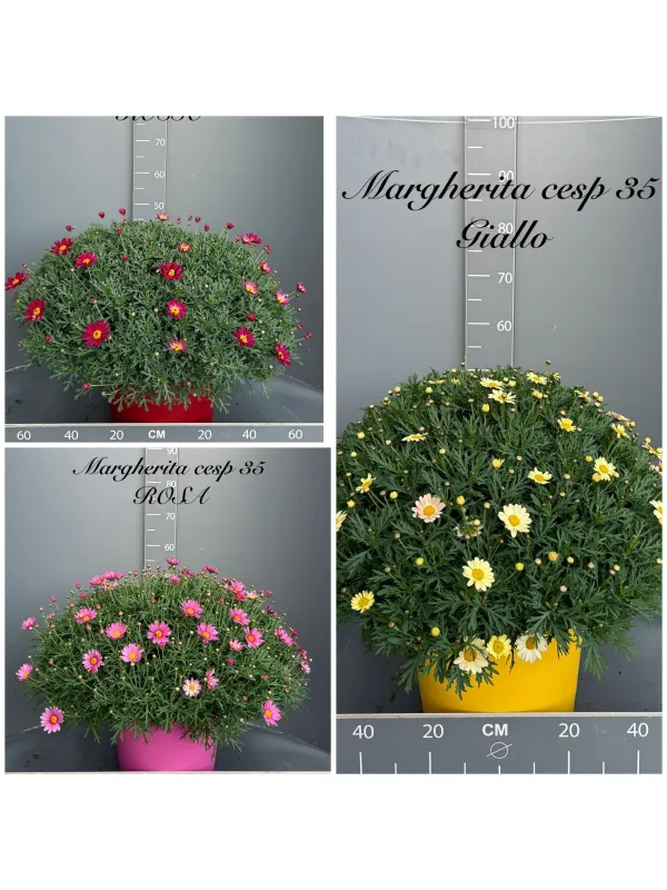 Margherita colorata 35 V. 35 cm - Riviera Quality Società Agricola Cooperativa