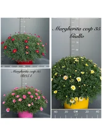 Margherita colorata 35 V. 35 cm - Riviera Quality Società Agricola Cooperativa