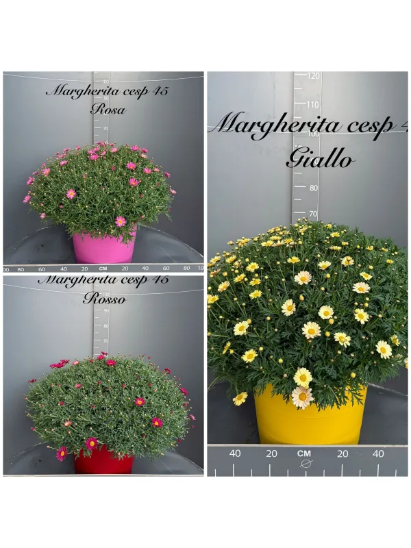 Margherita colorata 45 V. 45 cm - Riviera Quality Società Agricola Cooperativa