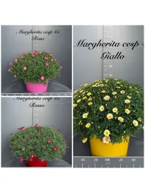 Margherita colorata 45 V. 45 cm - Riviera Quality Società Agricola Cooperativa