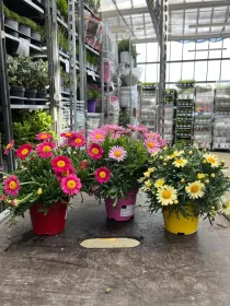 Margherita mix color 10 V. 10 cm - Riviera Quality Società Agricola Cooperativa