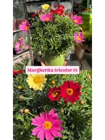 Margherita multicolor 15 V. 14 cm - Riviera Quality Società Agricola Cooperativa