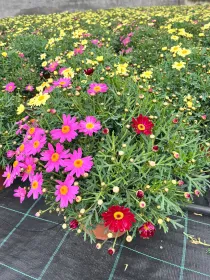 Margherita multicolor 25 V. 25 cm - Riviera Quality Società Agricola Cooperativa