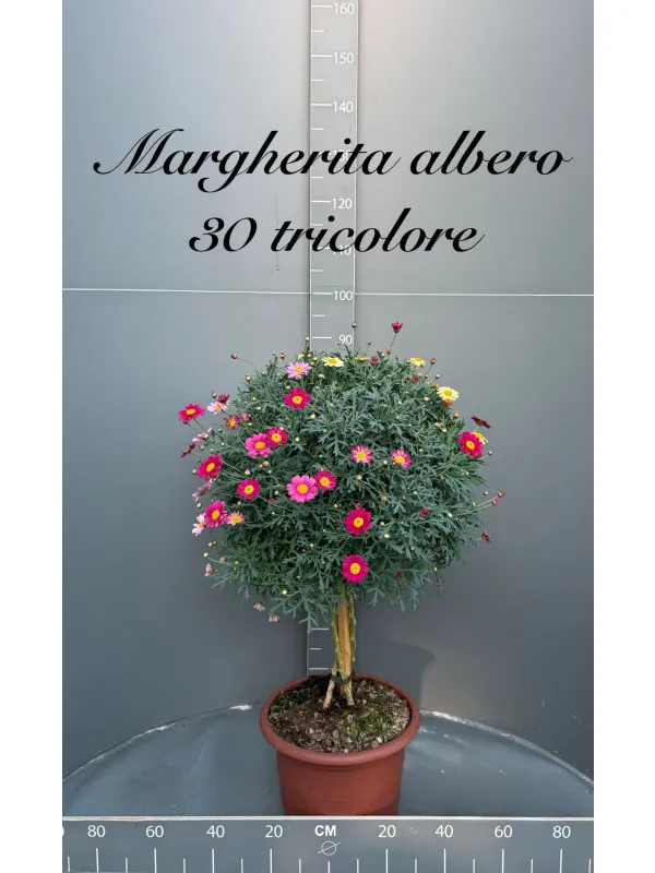 Margherita multicolor alberello 30 V. 30 cm - Riviera Quality Società Agricola Cooperativa