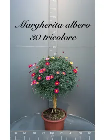 Margherita multicolor alberello 30 V. 30 cm - Riviera Quality Società Agricola Cooperativa