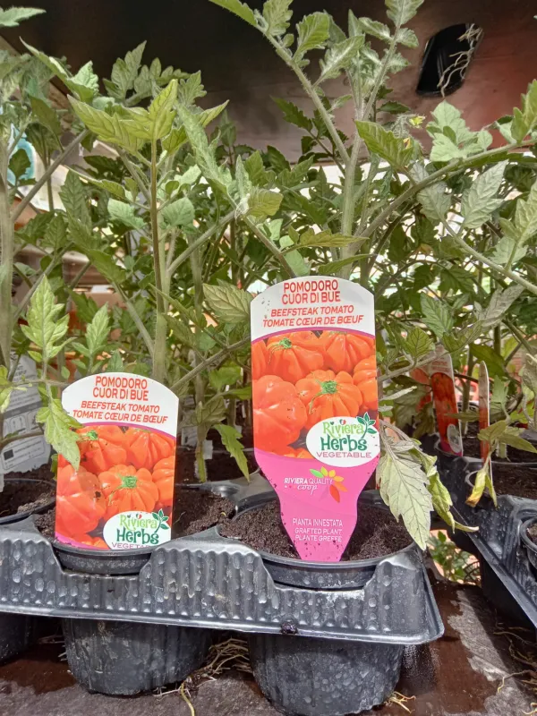 Piantine pomodoro cuor bue innestato 10 V. 10 cm - Riviera Quality Società Agricola Cooperativa