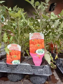 Piantine pomodoro cuor bue innestato 10 V. 10 cm - Riviera Quality Società Agricola Cooperativa