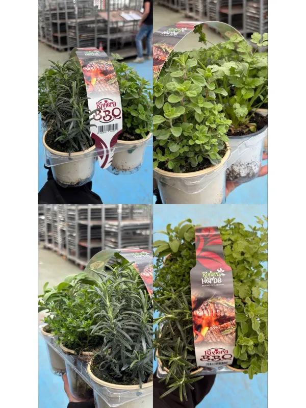 Riviera bbq pack da 6 V. 9 cm - Riviera Quality Società Agricola Cooperativa