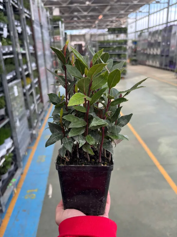 Alloro 10 V. 10 cm - Riviera Quality Società Agricola Cooperativa