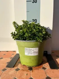 Origano biologico 14 V. 14 cm - Riviera Quality Società Agricola Cooperativa