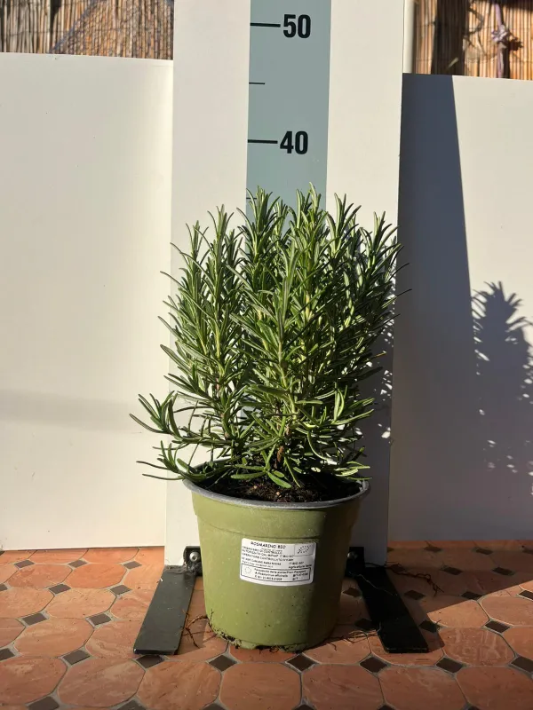 Rosmarino biologico 14 V. 14 cm - Riviera Quality Società Agricola Cooperativa