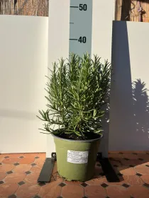 Rosmarino biologico 14 V. 14 cm - Riviera Quality Società Agricola Cooperativa