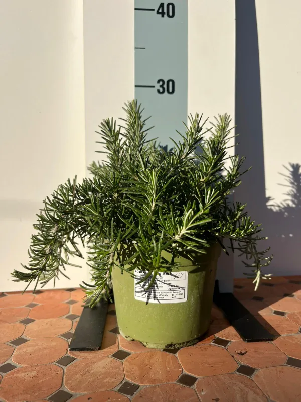 Rosmarino prostrato biologico 14 V. 14 cm - Riviera Quality Società Agricola Cooperativa