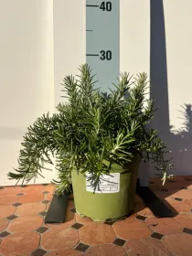 Rosmarino prostrato biologico 14 V. 14 cm - Riviera Quality Società Agricola Cooperativa