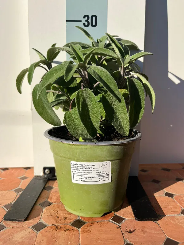 Salvia biologica 14 V. 14 cm - Riviera Quality Società Agricola Cooperativa