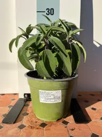 Salvia biologica 14 V. 14 cm - Riviera Quality Società Agricola Cooperativa