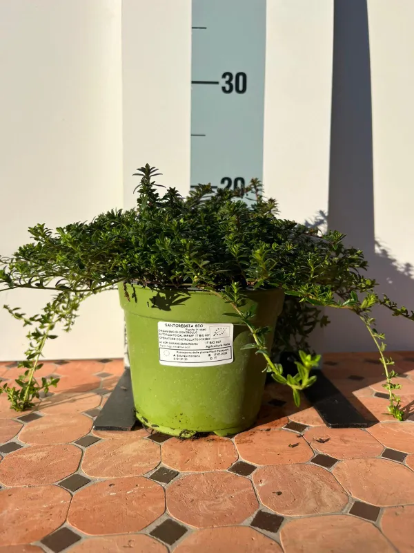 Santoreggia biologica 14 V. 14 cm - Riviera Quality Società Agricola Cooperativa