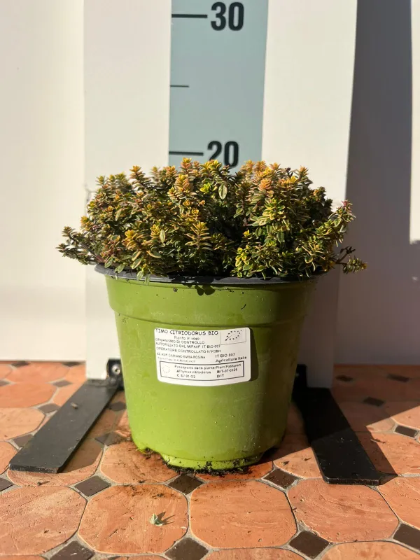 Timo citriodoro aureo bio 14 V. 14 cm - Riviera Quality Società Agricola Cooperativa