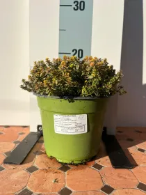 Timo citriodoro aureo bio 14 V. 14 cm - Riviera Quality Società Agricola Cooperativa