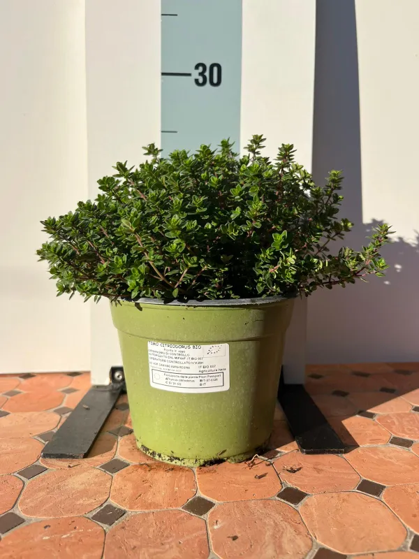 Timo citrodoro biologico 14 V. 14 cm - Riviera Quality Società Agricola Cooperativa