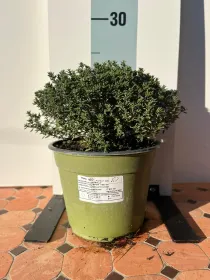 Timo faustini biologico 14 V. 14 cm - Riviera Quality Società Agricola Cooperativa