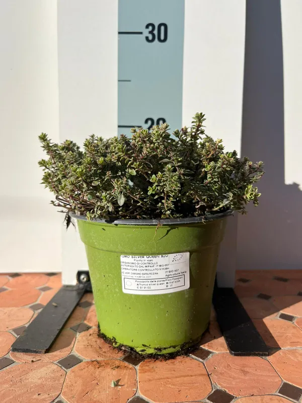 Timo silver queen biologico 14 V. 14 cm - Riviera Quality Società Agricola Cooperativa