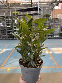 Alloro 14 V. 14 cm - Riviera Quality Società Agricola Cooperativa