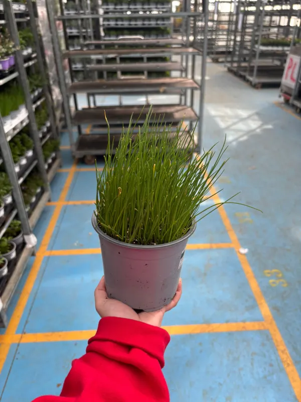 Cipollina 14 V. 14 cm - Riviera Quality Società Agricola Cooperativa