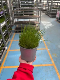 Cipollina 14 V. 14 cm - Riviera Quality Società Agricola Cooperativa