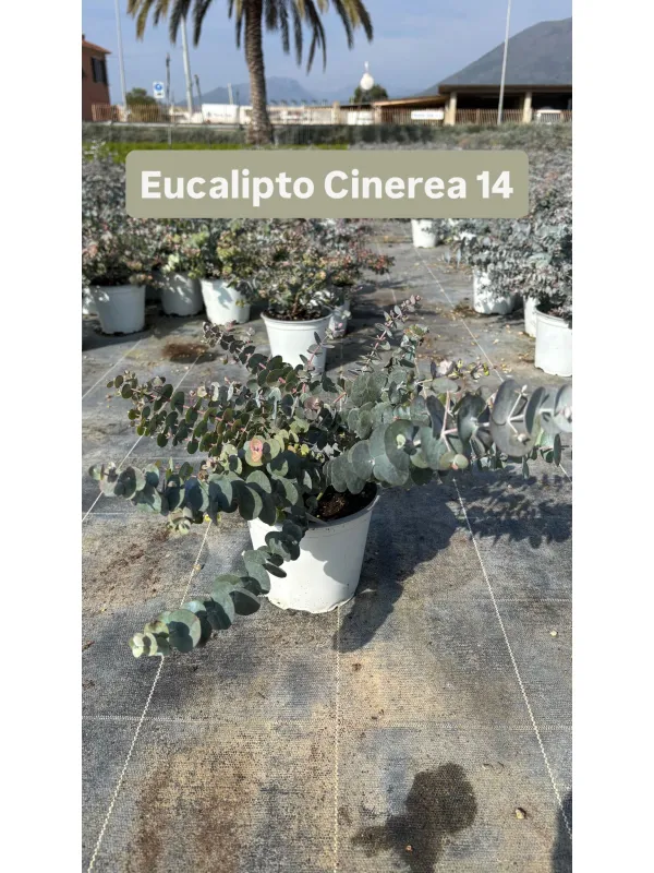 Eucaliptus cinerea 14 V. 14 cm - Riviera Quality Società Agricola Cooperativa