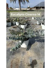 Eucaliptus cinerea 14 V. 14 cm - Riviera Quality Società Agricola Cooperativa