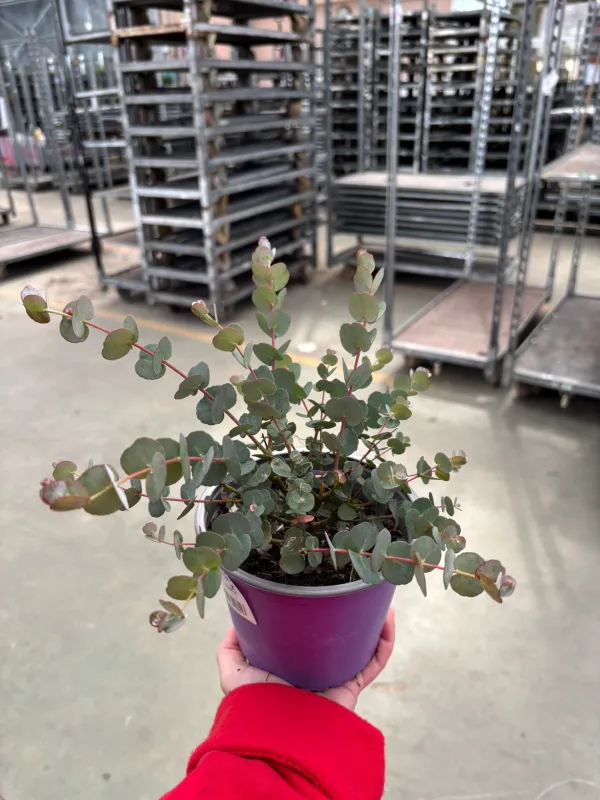 Eucalyptus gunnii 14 V. 14 cm - Riviera Quality Società Agricola Cooperativa