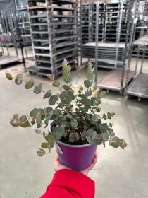 Eucalyptus gunnii 14 V. 14 cm - Riviera Quality Società Agricola Cooperativa
