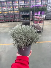 Helichrysum italicum 14 V. 14 cm - Riviera Quality Società Agricola Cooperativa