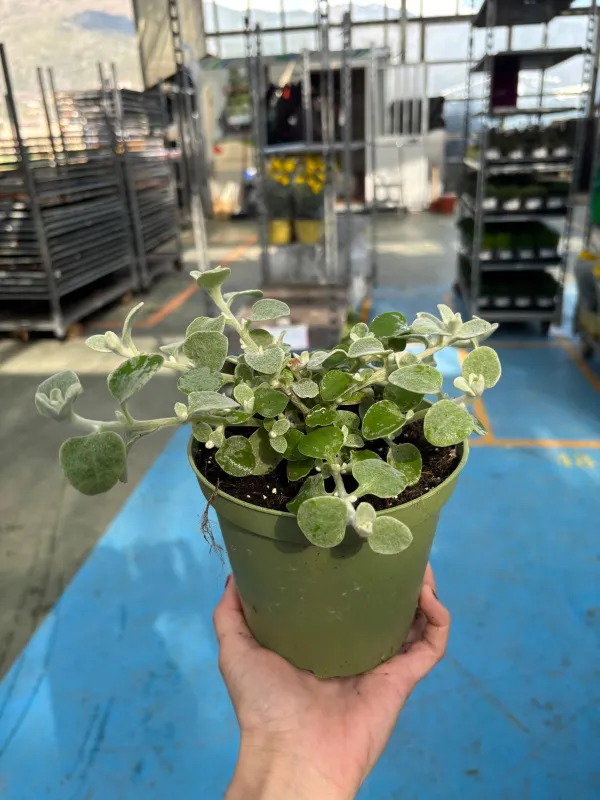 Helicrysum petiolare silver 14 V. 14 cm - Riviera Quality Società Agricola Cooperativa