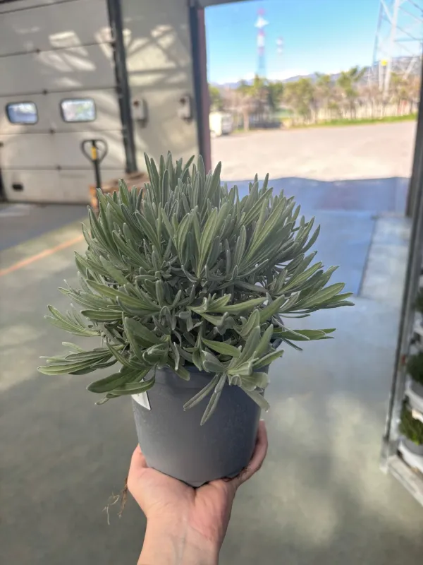 Lavanda 14 V. 14 cm - Riviera Quality Società Agricola Cooperativa