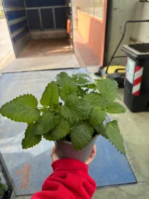 Melissa 14 V. 14 cm - Riviera Quality Società Agricola Cooperativa