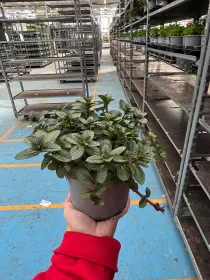 Menta cioccolato 14 V. 14 cm - Riviera Quality Società Agricola Cooperativa