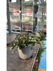 Menta glaciale 14 V. 14 cm - Riviera Quality Società Agricola Cooperativa