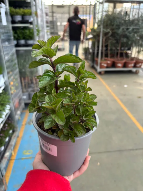 Menta hugo 14 V. 14 cm - Riviera Quality Società Agricola Cooperativa