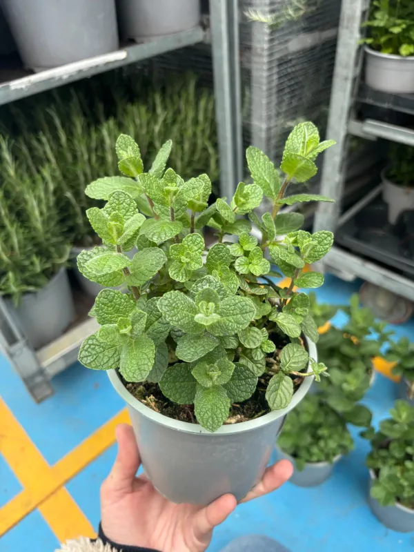 Menta marocchina 14 V. 14 cm - Riviera Quality Società Agricola Cooperativa