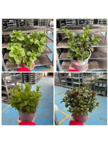 Menta mix 14 V. 14 cm - Riviera Quality Società Agricola Cooperativa