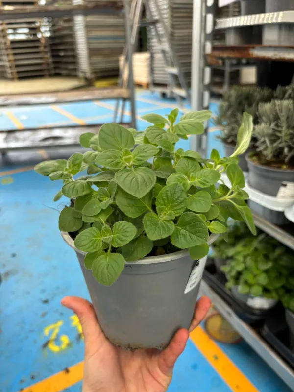 Mentuccia romana 14 (nepetella) V. 14 cm - Riviera Quality Società Agricola Cooperativa