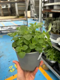 Mentuccia romana 14 (nepetella) V. 14 cm - Riviera Quality Società Agricola Cooperativa