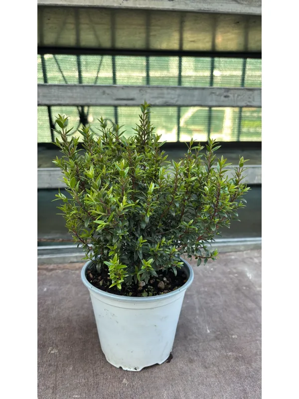 Mirto 14 V. 14 cm - Riviera Quality Società Agricola Cooperativa